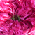 Roz - Trandafir centifolia - Rose des Peintres